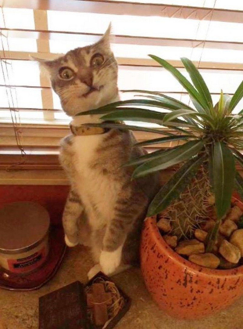 Коты и кактусы