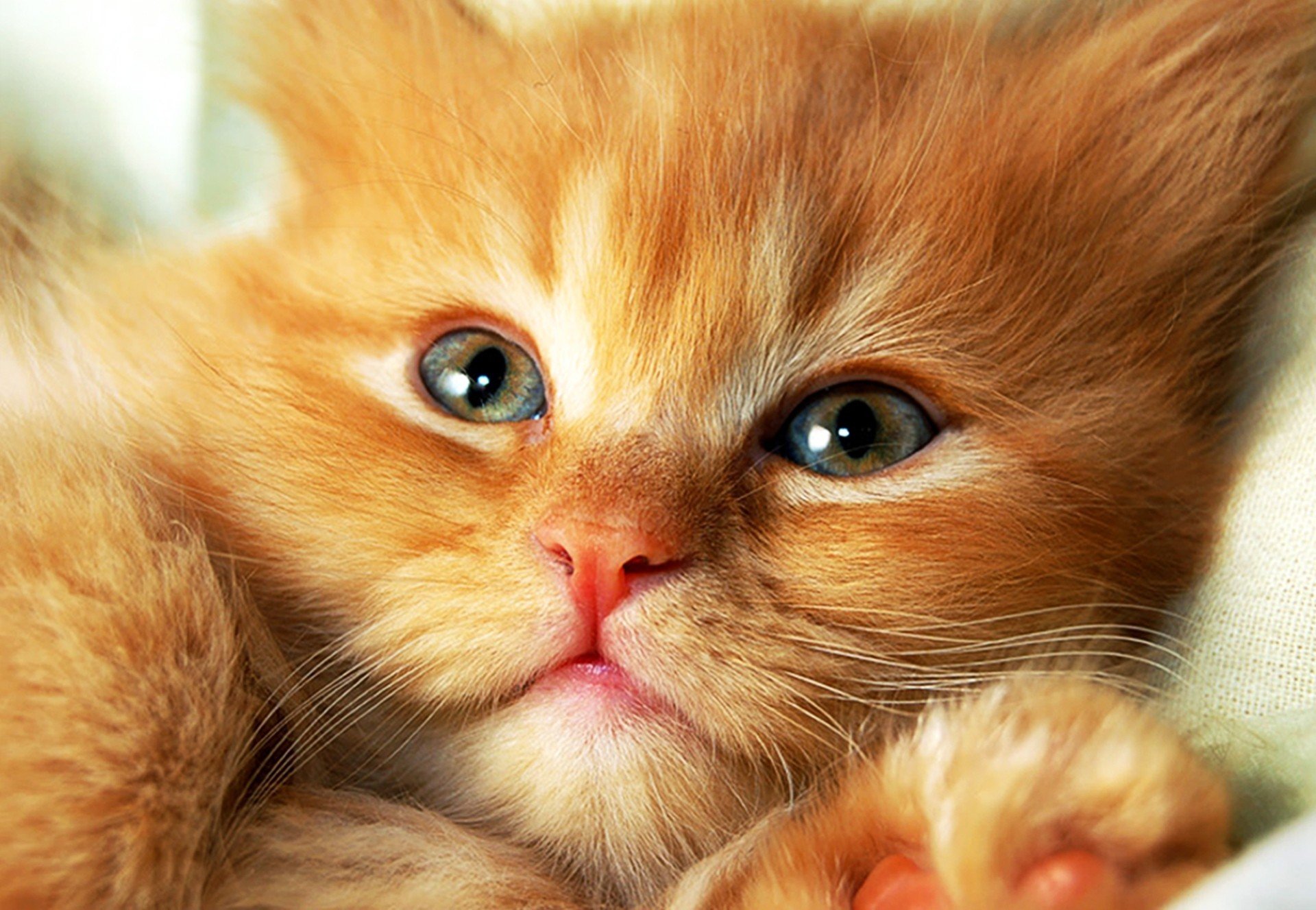 Включи фотографию котов. Рыжий котик. Рыжая кошка. Морды рыжих котов. Мордочка рыжего котенка.