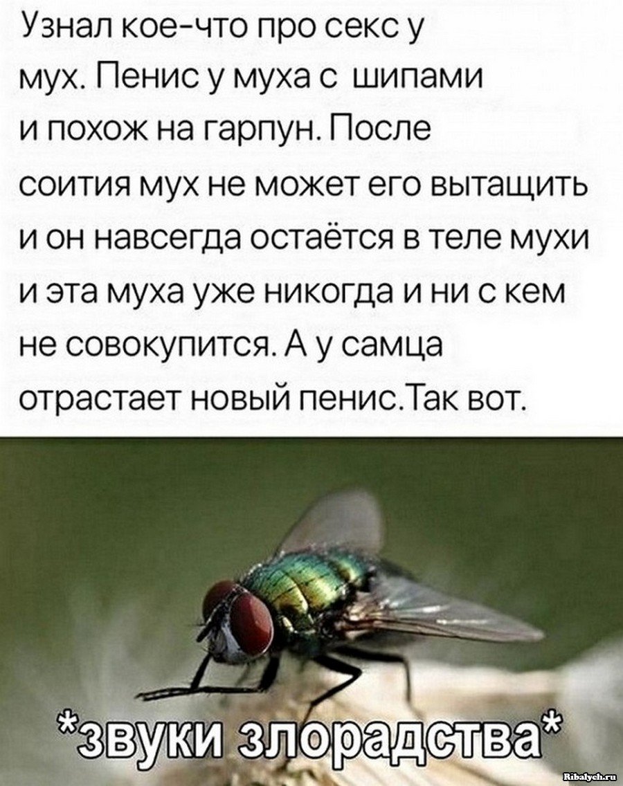 Анекдот про муху