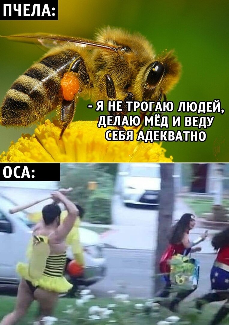 Пчела и Оса Мем