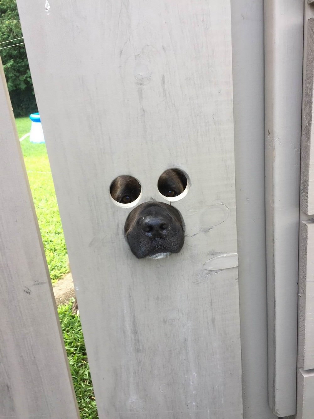 Отверстие в заборе для собаки