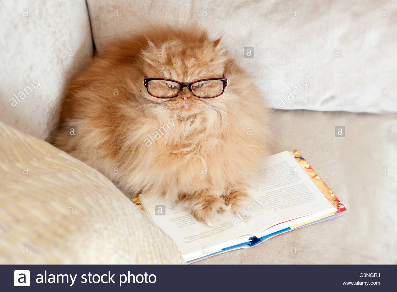 Толстая в очках видео. Жирный кот в очках. Рыжий кот в очках. Очень умный кот. Рыжие персидские коты.