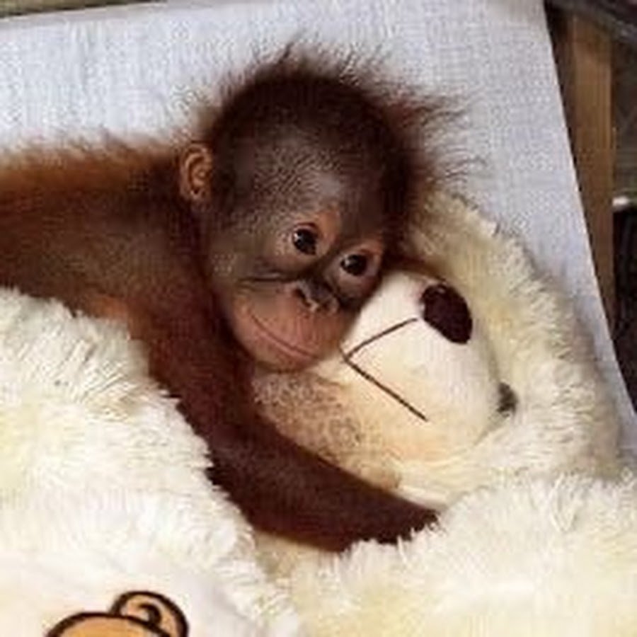 Две обезьянки обнимаются