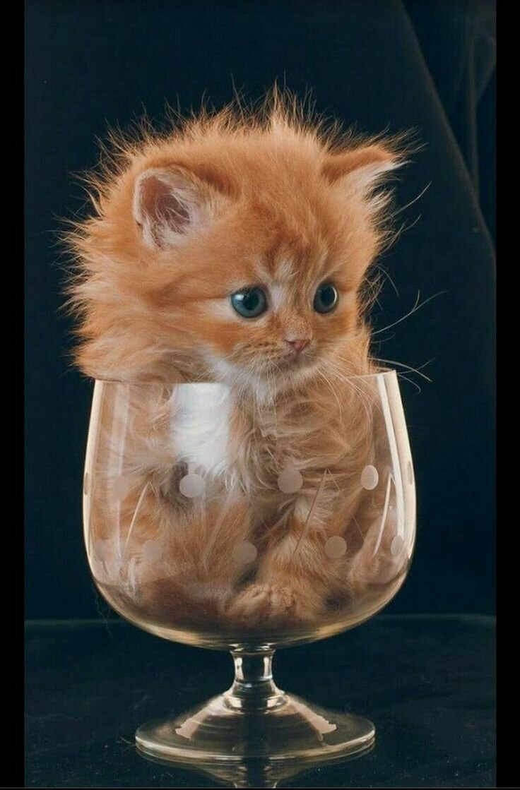 Котенок в бокале