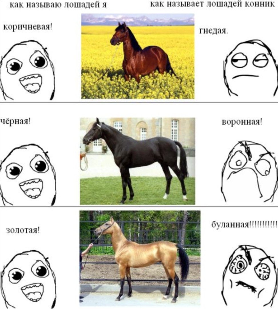 Смешные мемы с лошадьми
