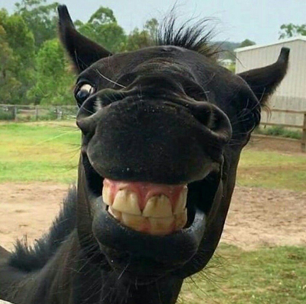 Улыбка лошади смешные