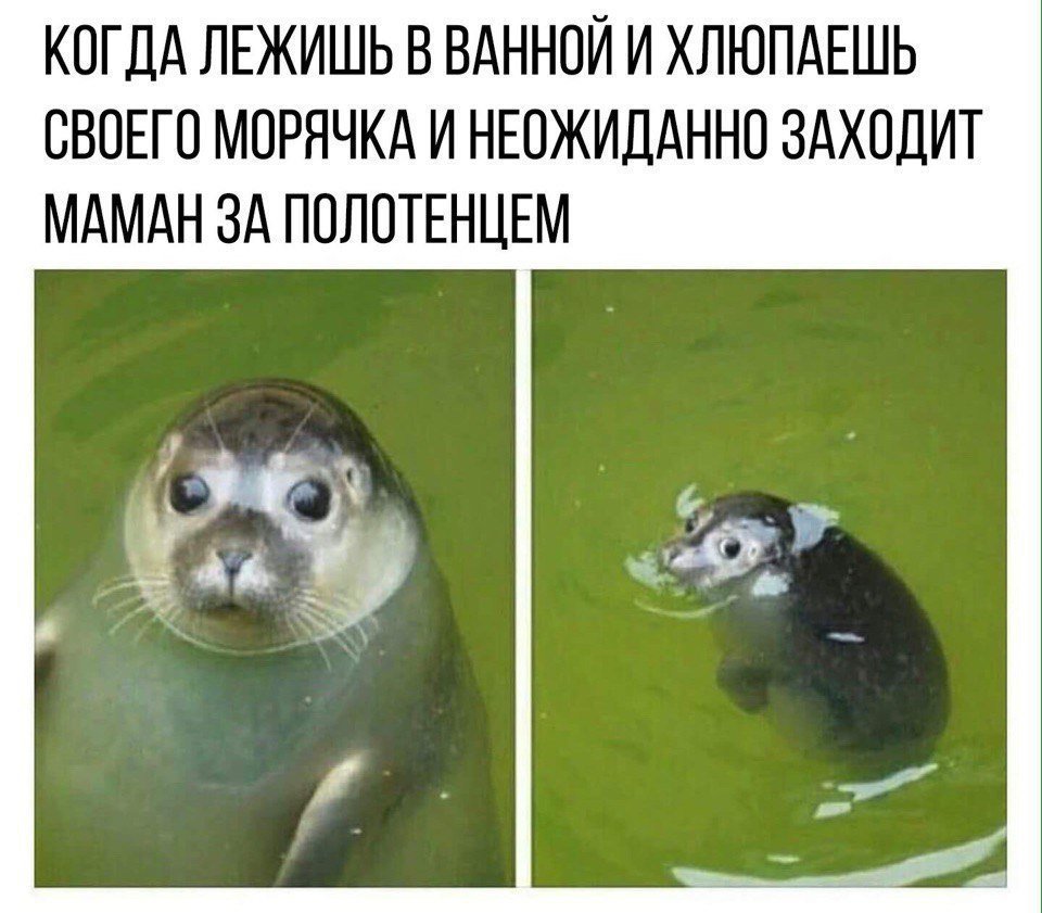 Тюлень Мем