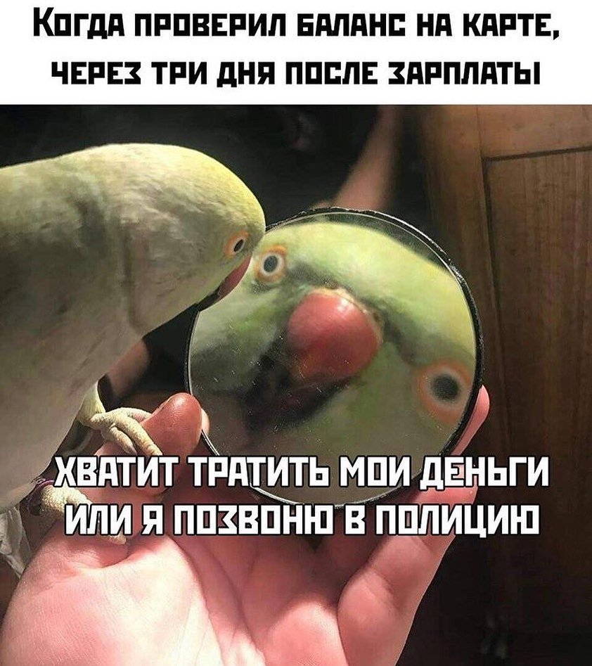 Мемы с попугаями