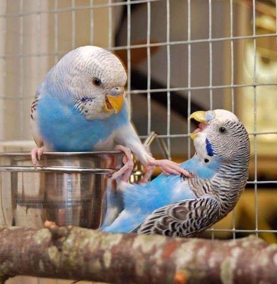 Смешные волнистые попугаи с надписями