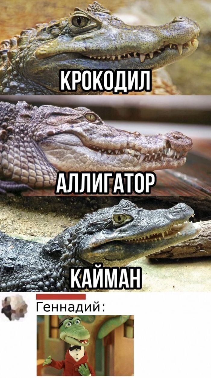 Крокодил Мем