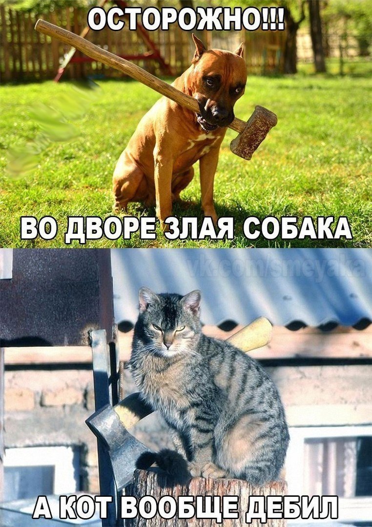 Собака злая а кот вообще