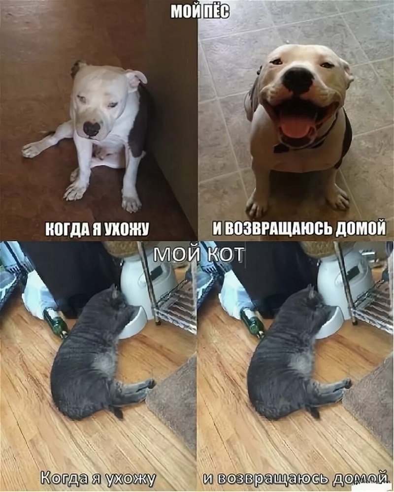 Мемы владельцы кошек и собак