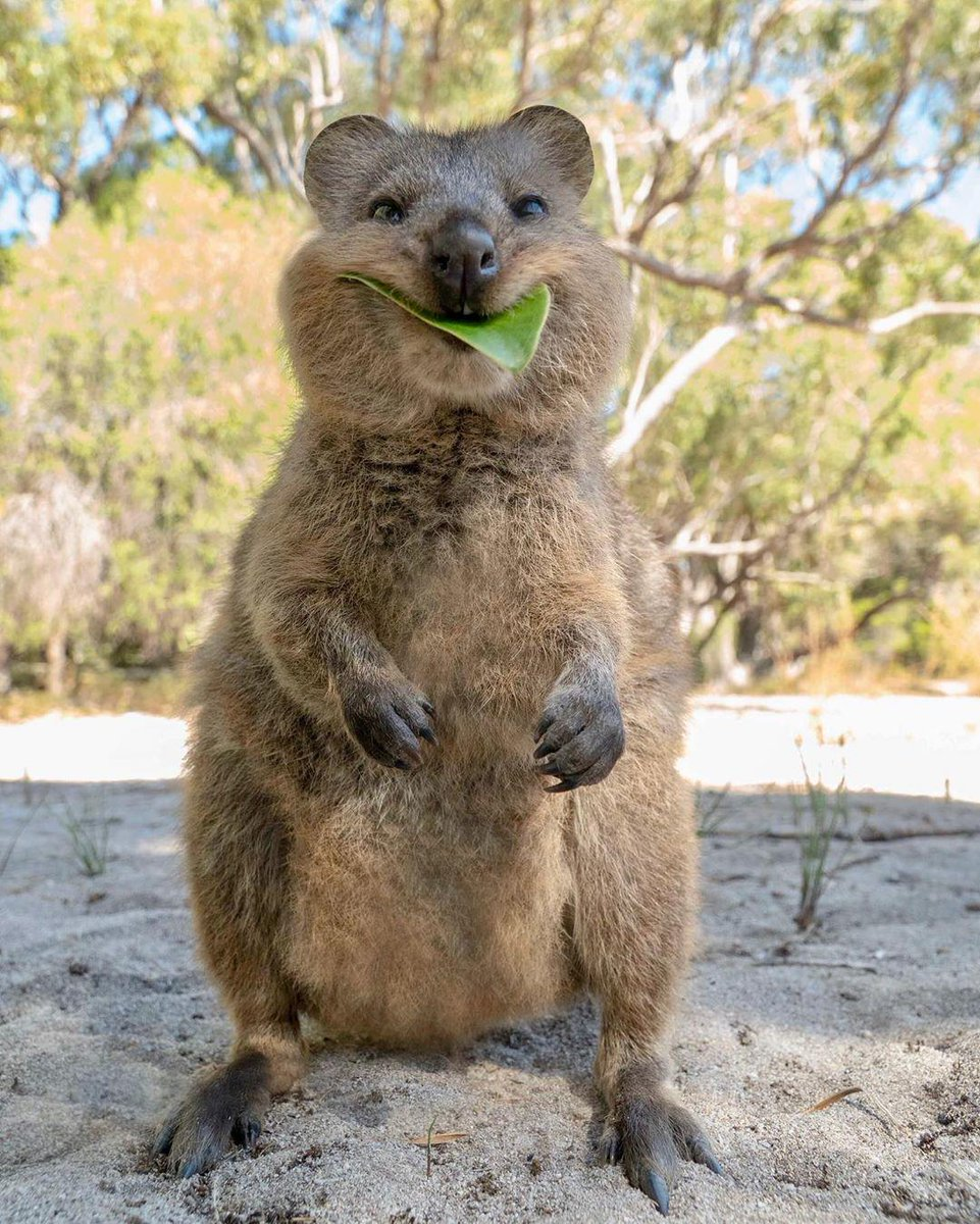Улыбающийся кенгуру Квокка