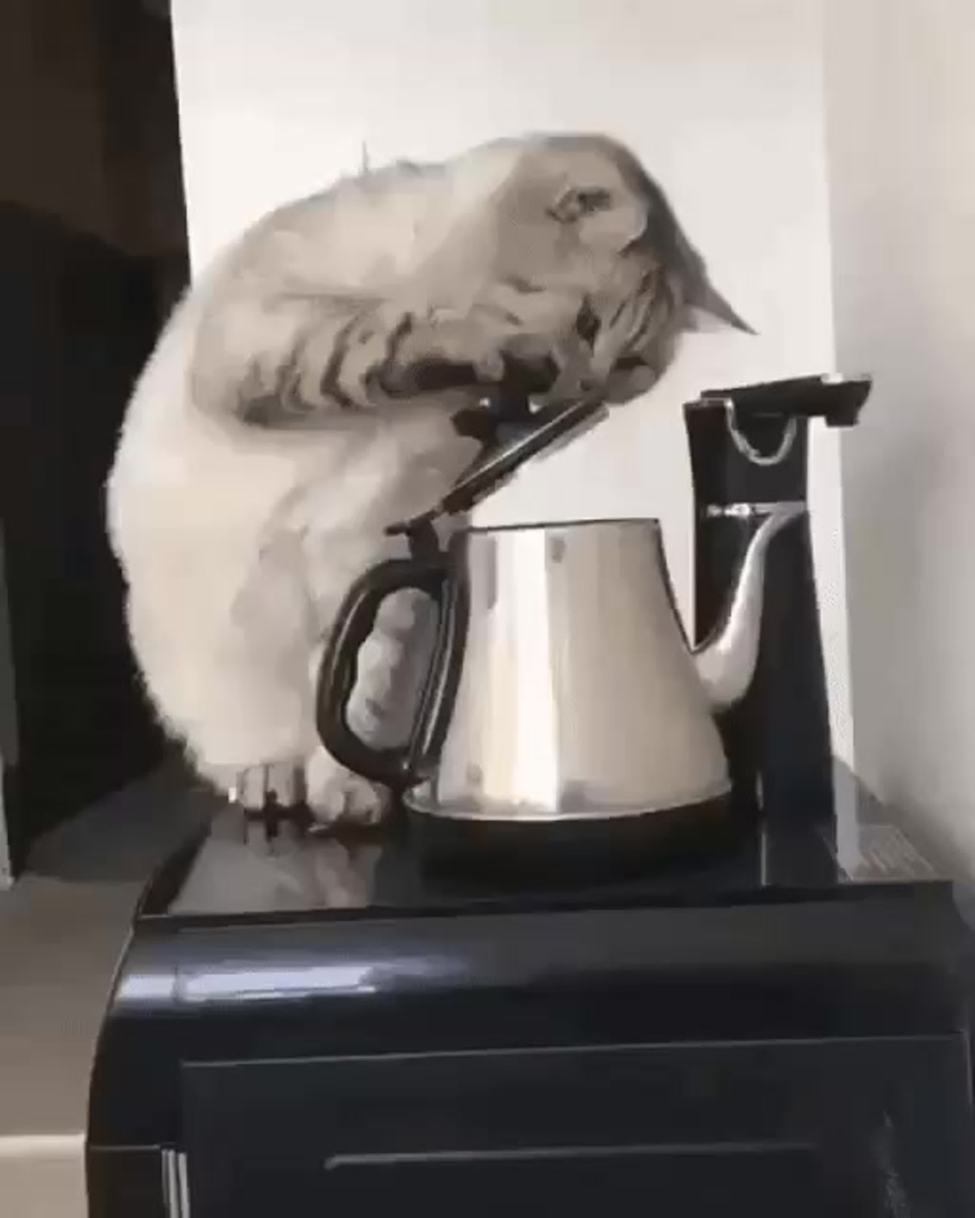 Ставь чайник мам я дома. Чайник кот. Смешной чайник. Котик в чайнике. Прикольный электрочайник.
