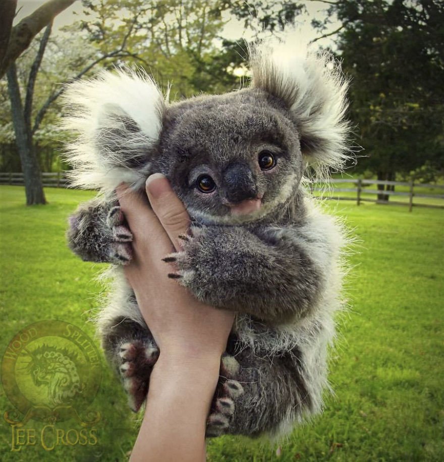Шпиц коала