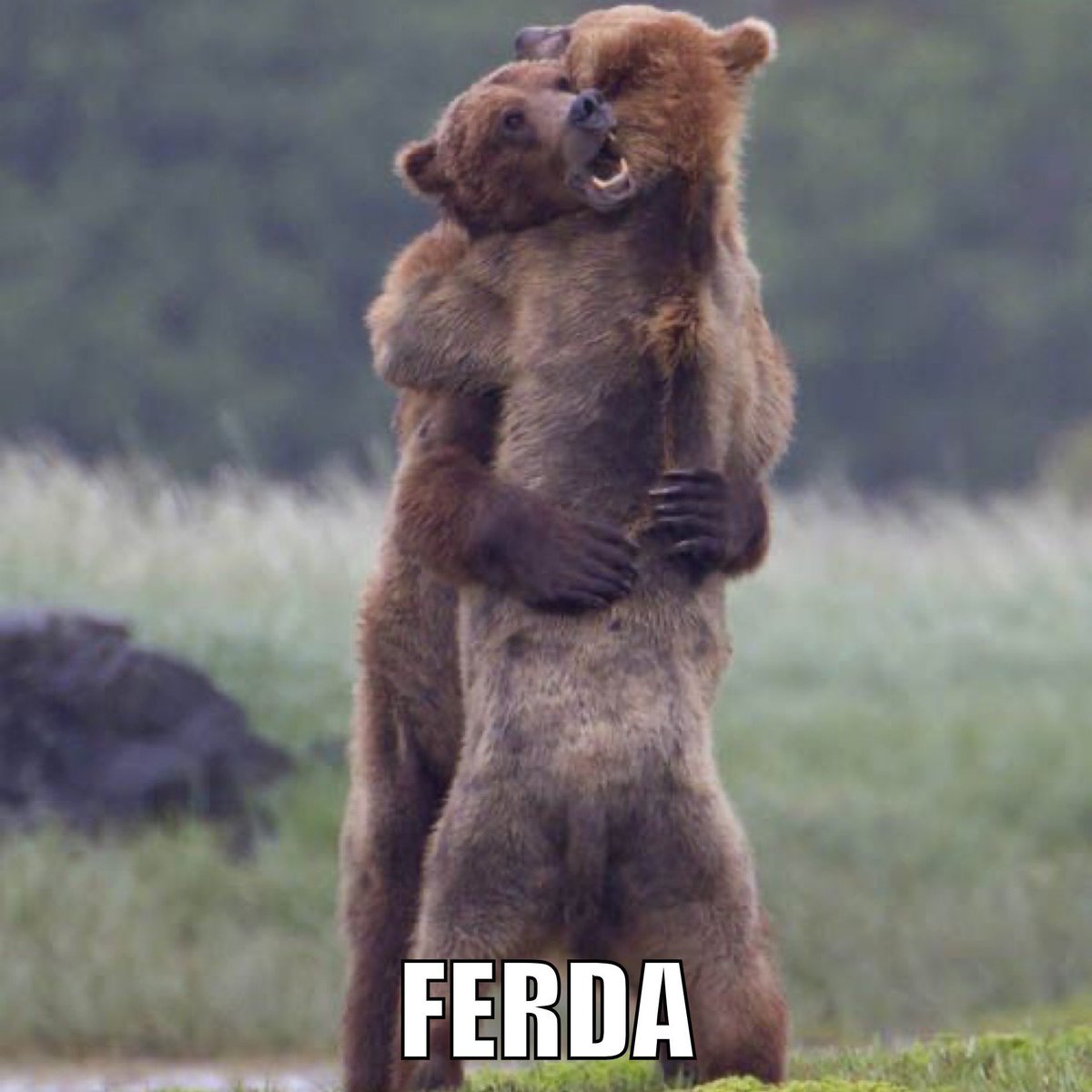 Обнимаю прикол. Объятия животных. Медвежонок обнимает. Медведи обнимаются. Обнимашки с медведем.