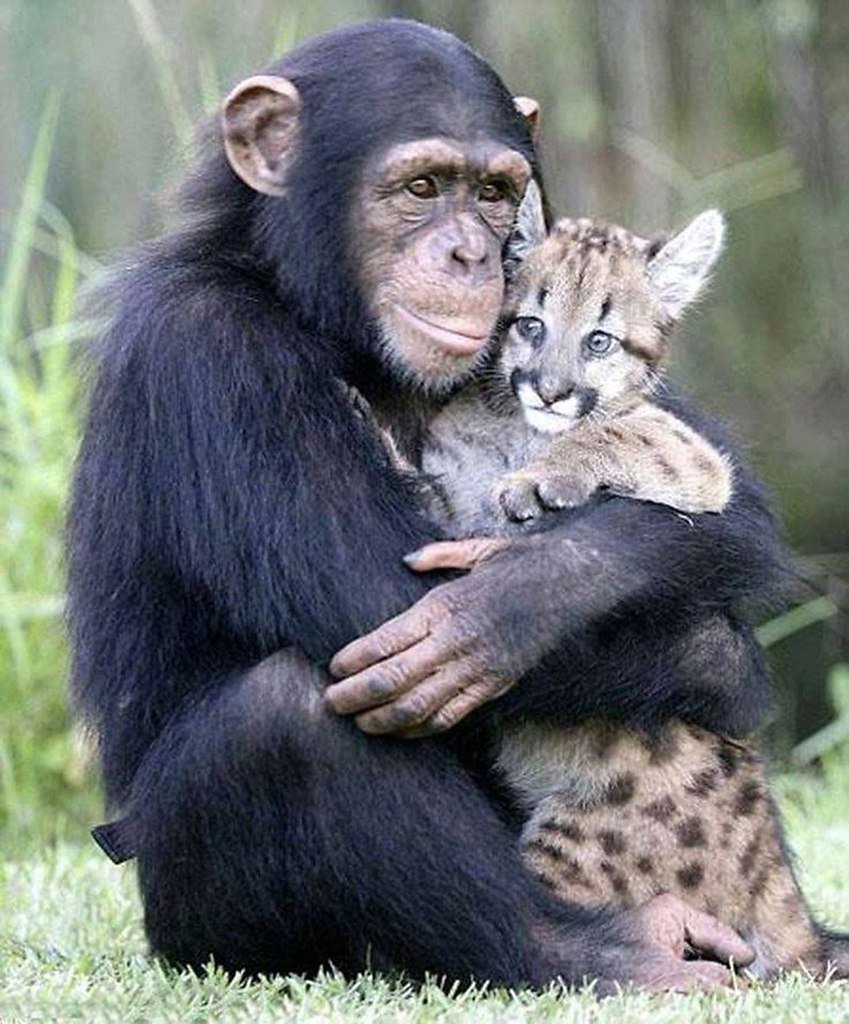 Животные обнимаются