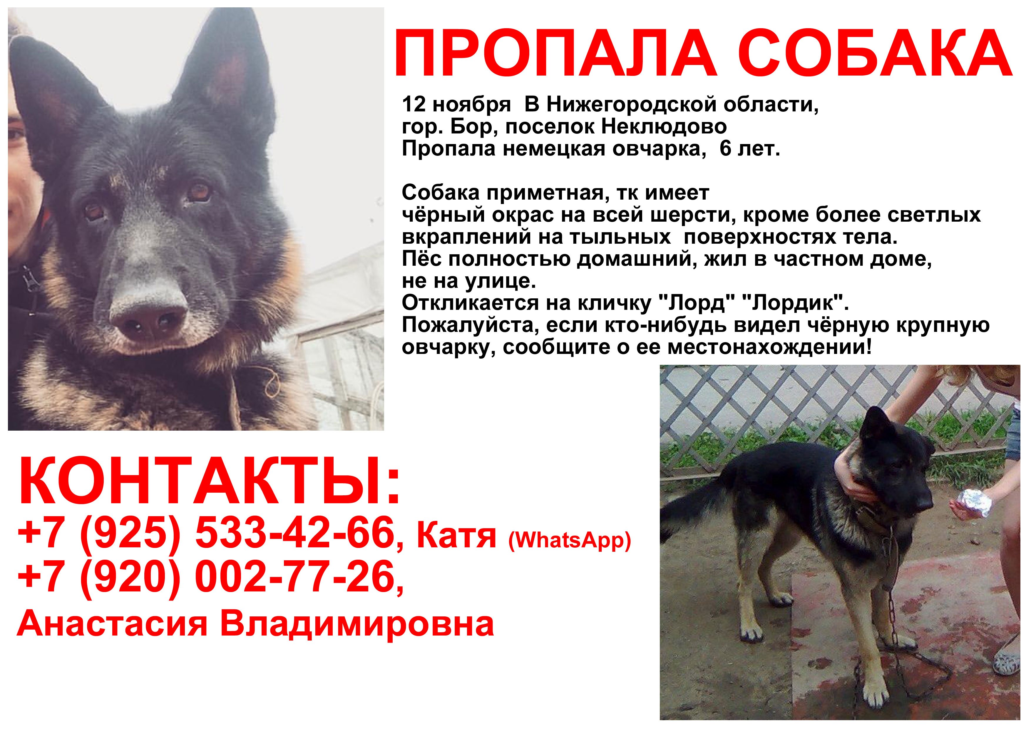Потеряна собака московская область. Объявление о пропаже собаки. Пропала собака. Потерялась собака объявления. Объявление пропала собака.