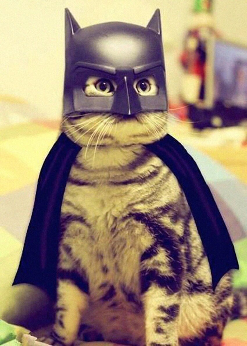 Кот в костюме Бэтмена