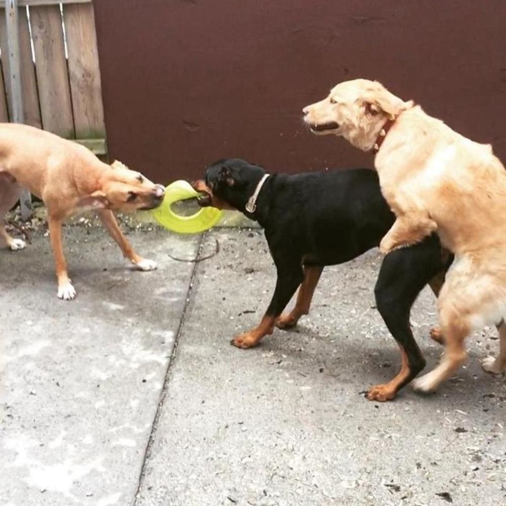 Три собаки Мем