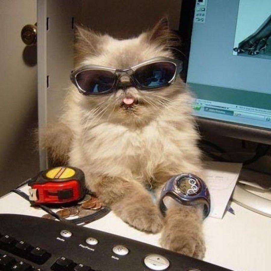Деловой кот в очках