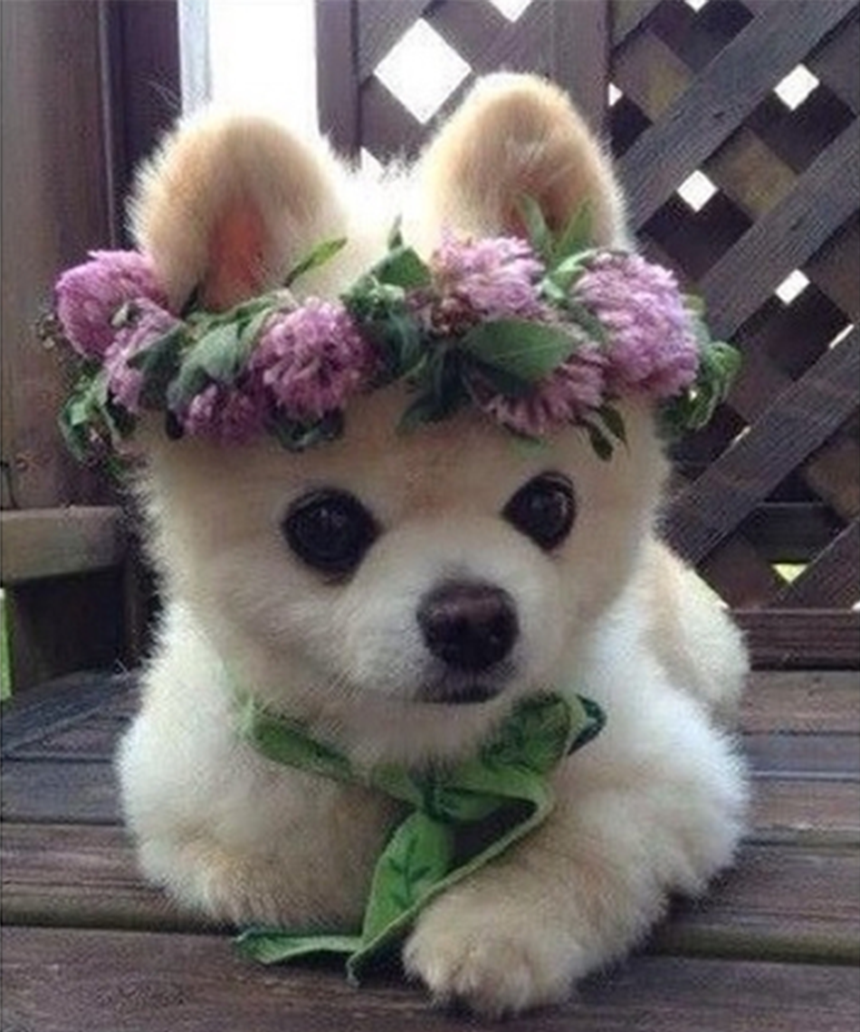 Милые собачки с цветами