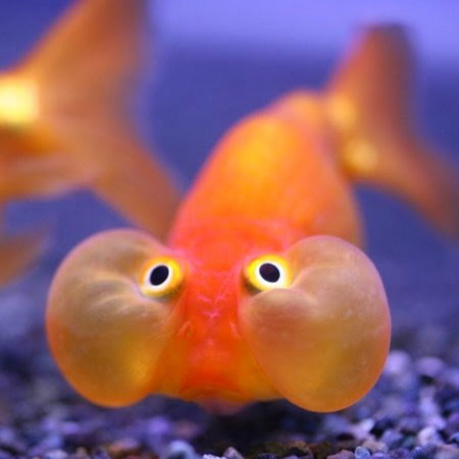 Золотая рыбка с щечками