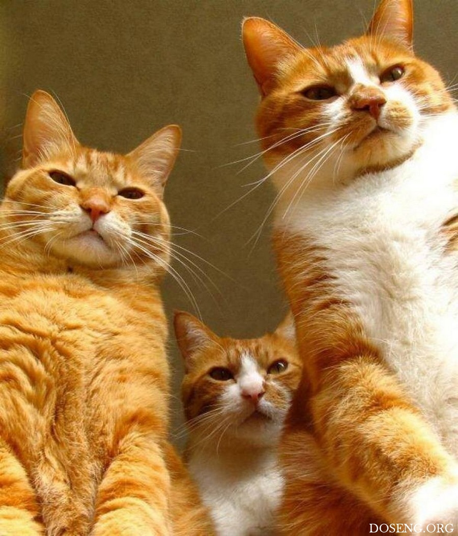 Три рыжих кота