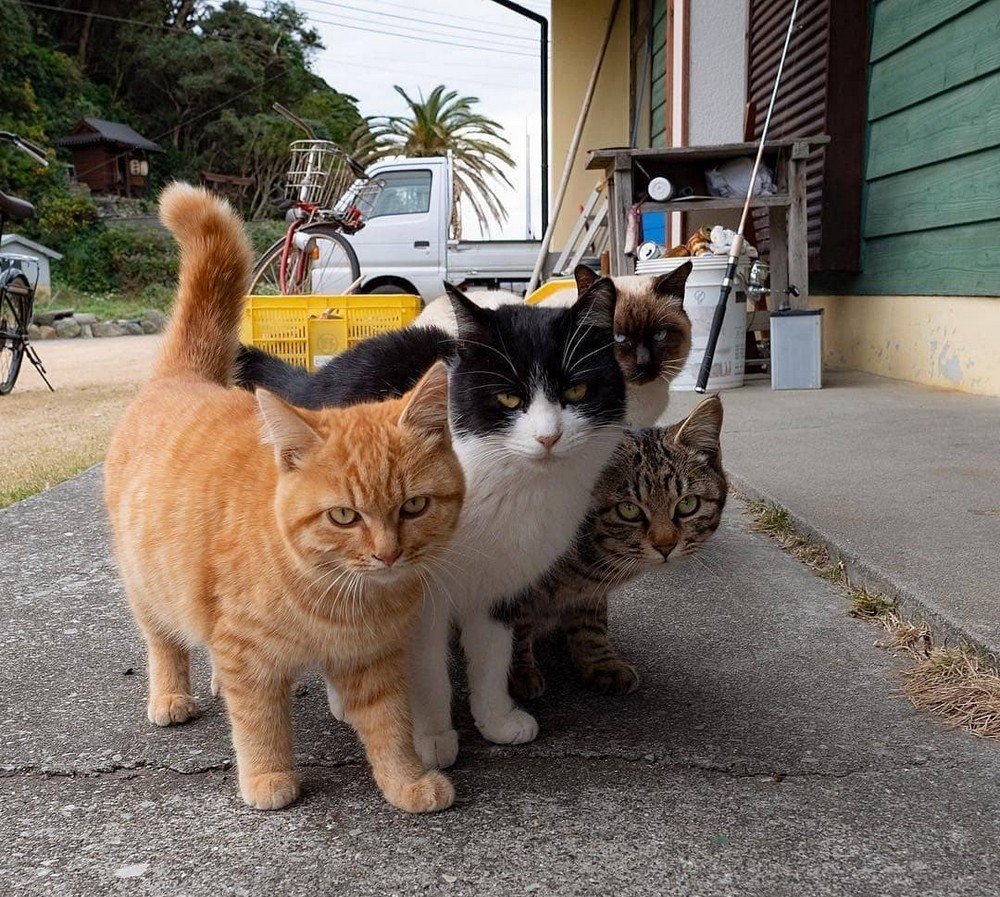 Пять котов