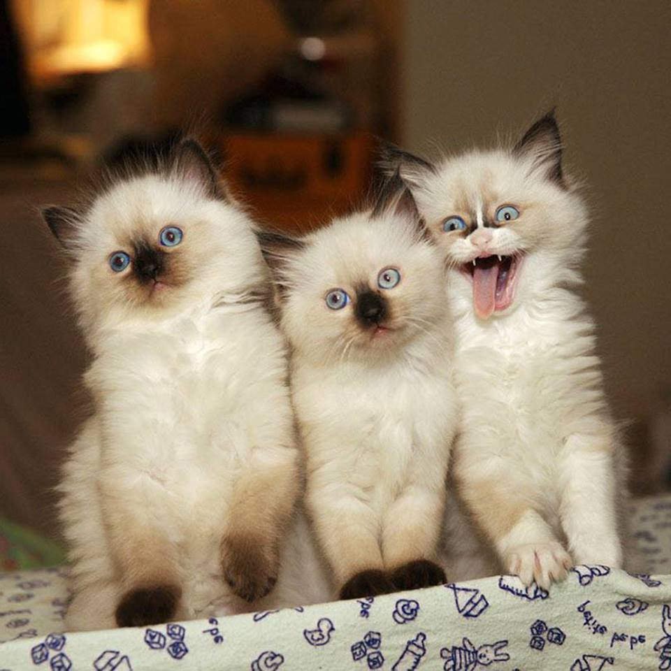 Три котика обнимаются