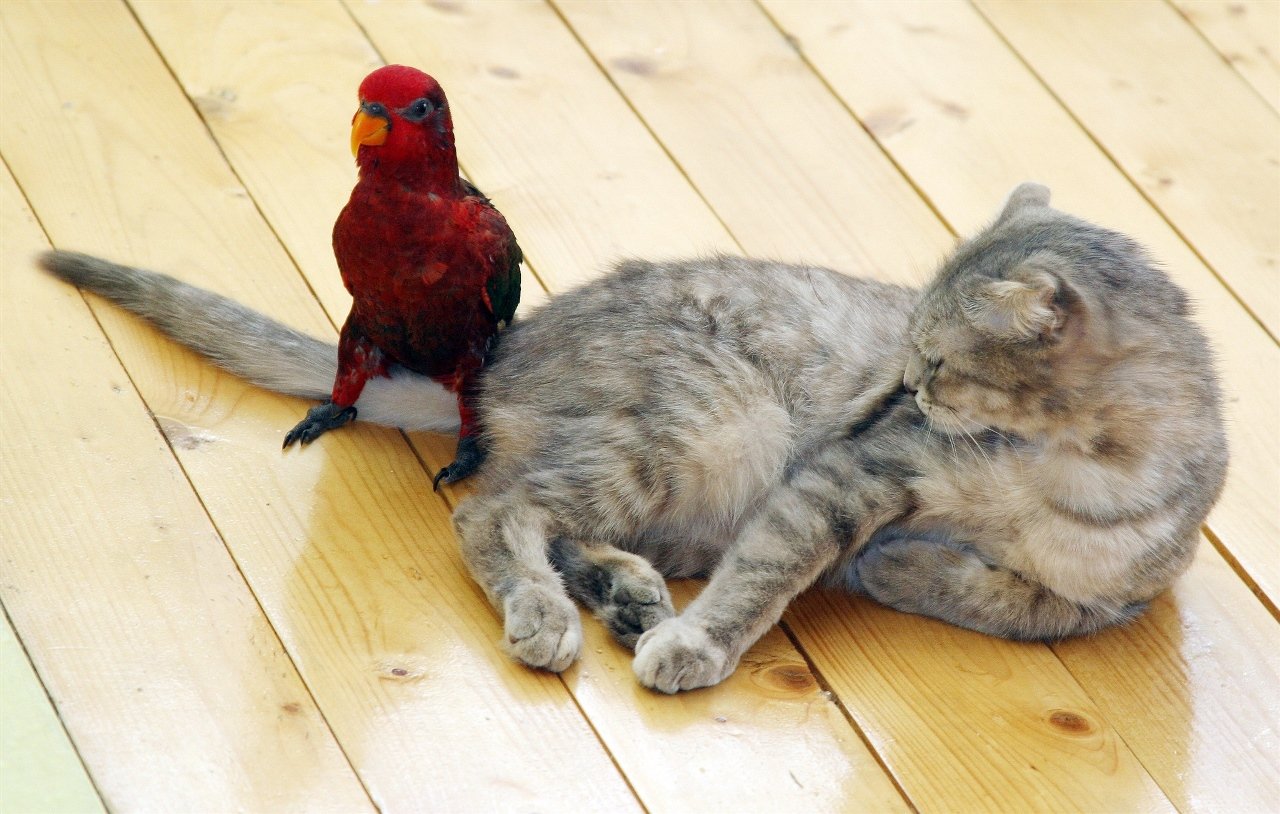 Кошки чрезвычайно терпеливы. Наглые животные. Кот и попугай. Терпеливый кот. Наглые коты.