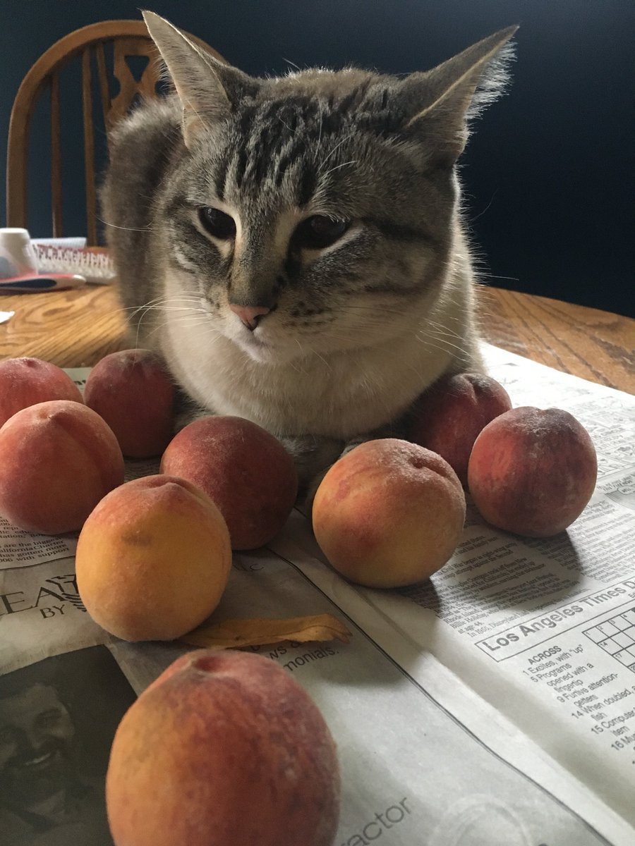Кот персик ест сердце