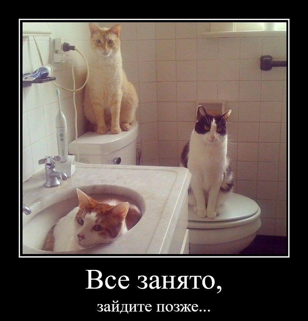 Смешные котики в ванной