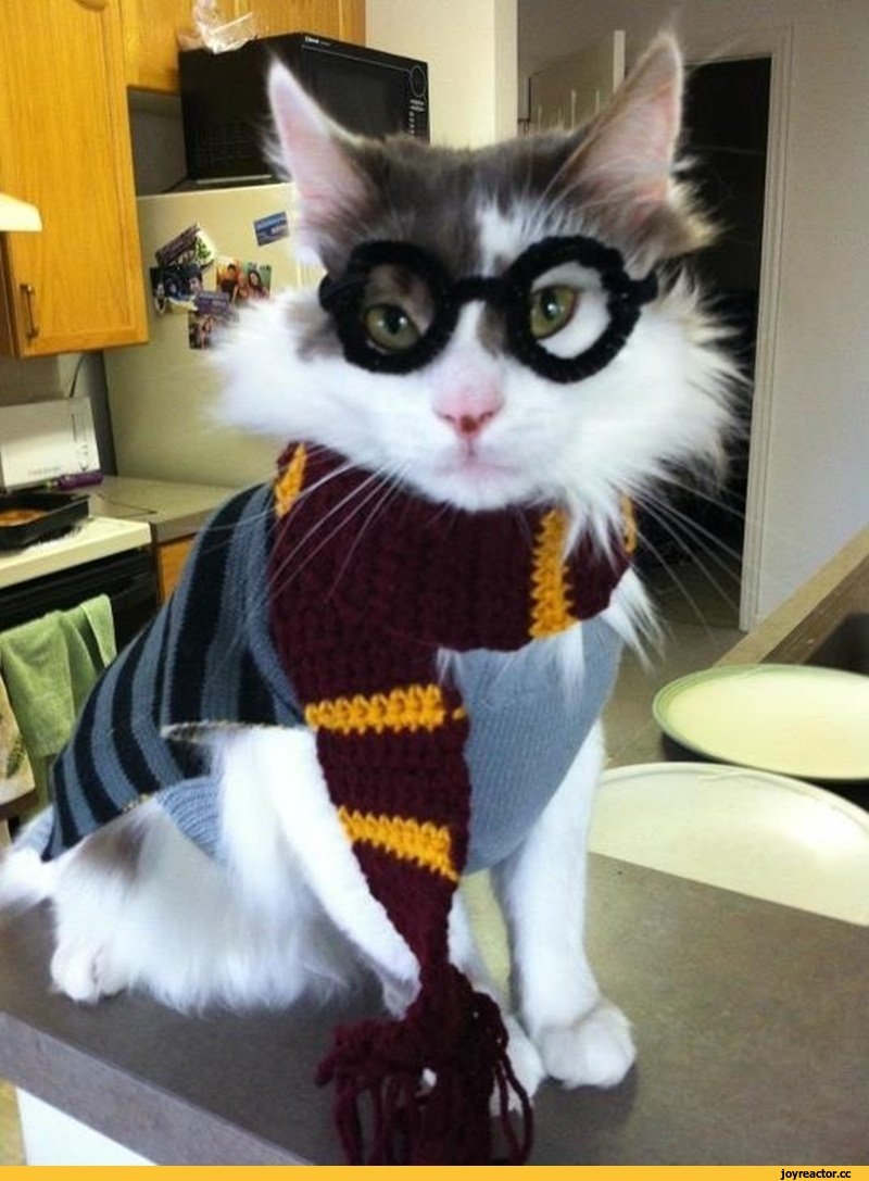 Кот в костюме Гарри Поттера