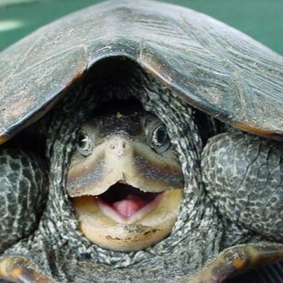 Счастливая черепаха