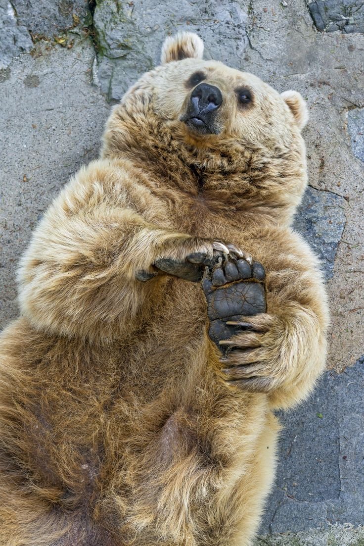 Толстый медведь