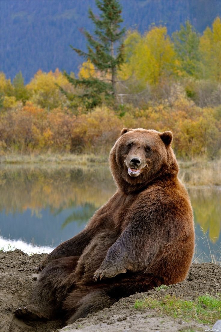 Добрый медведь
