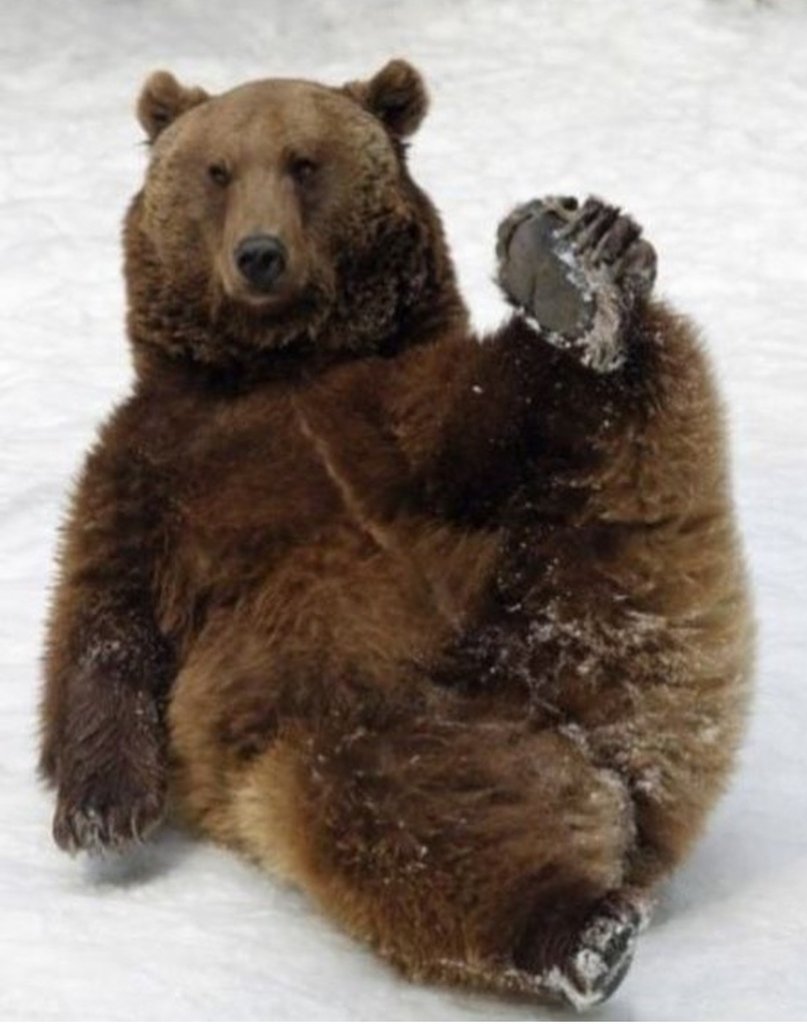Забавные медведи. Медведь. Красивый медведь. Смешной медведь. Медведь улыбается.