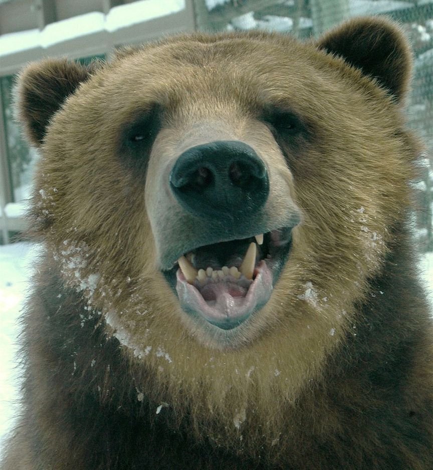 Смешной медведь