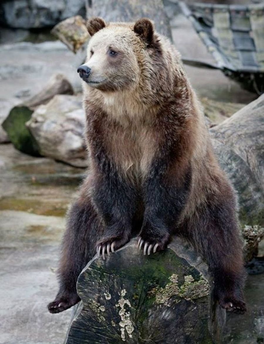 Бурый медведь живущий в Северной Америке