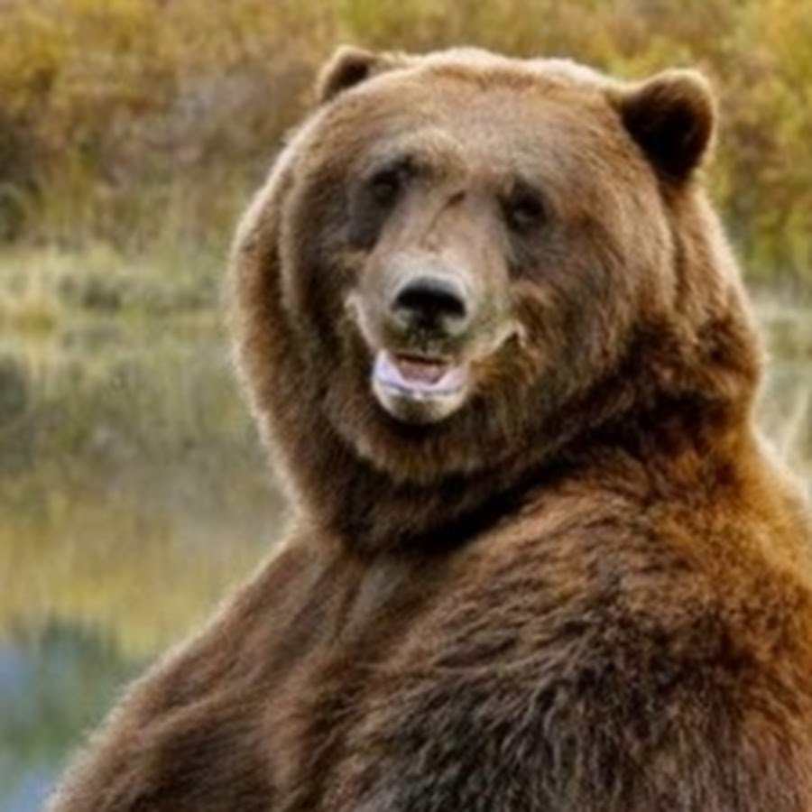 Довольный медведь
