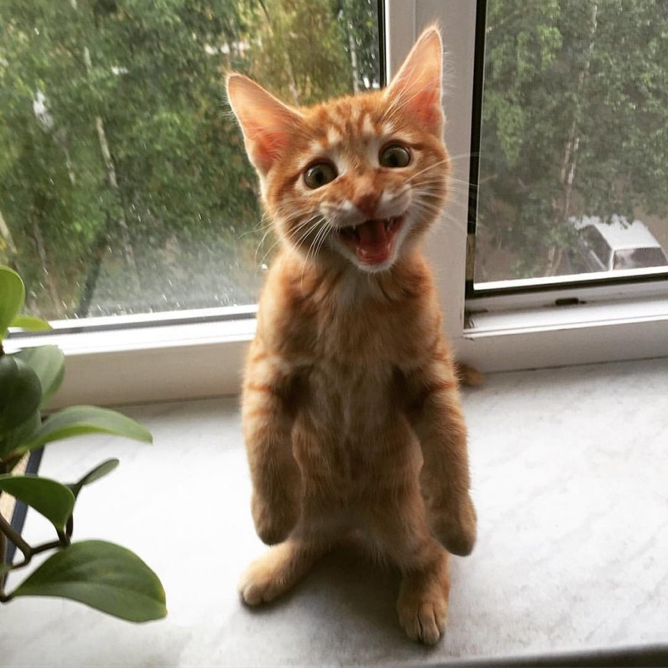 Рыжаый котёнок смешной