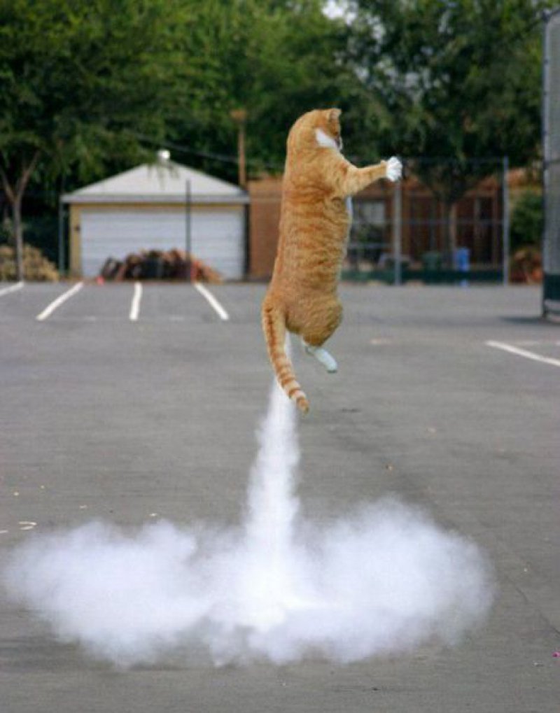 Кот взлетает