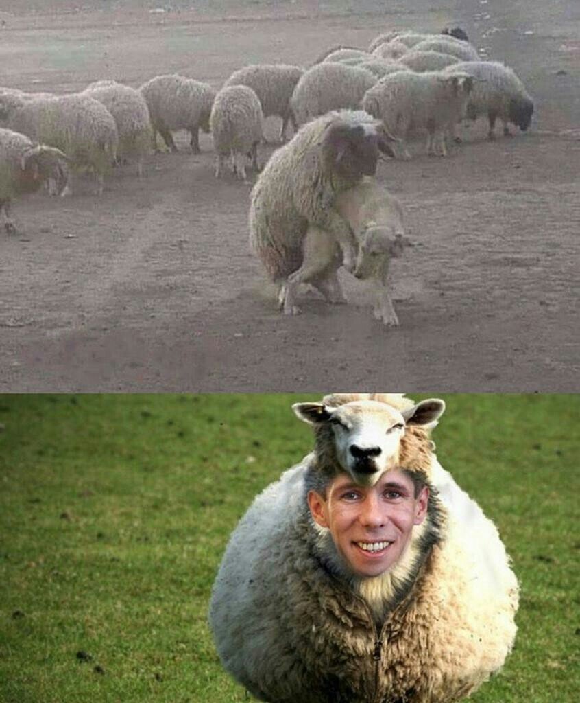Прикольная овца