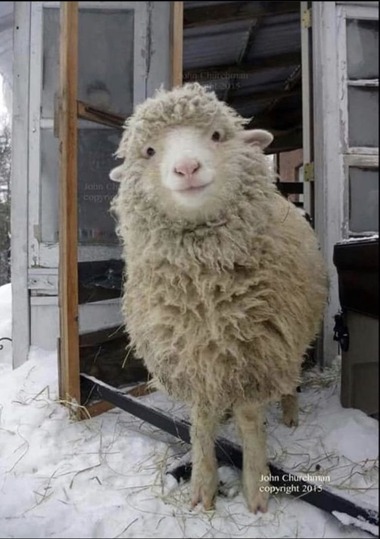 Овца смешная