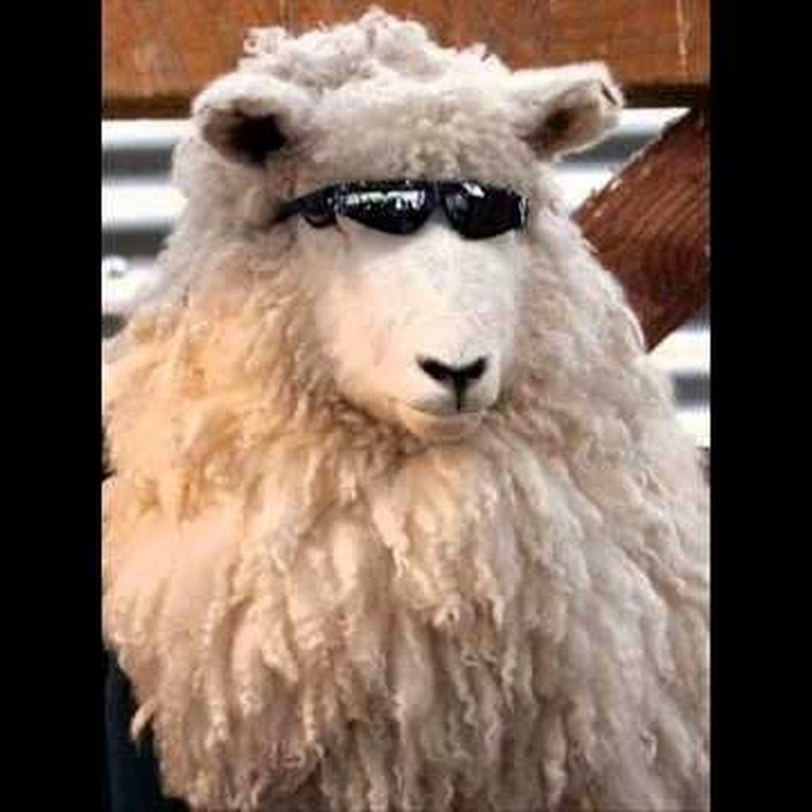 Овца в очках