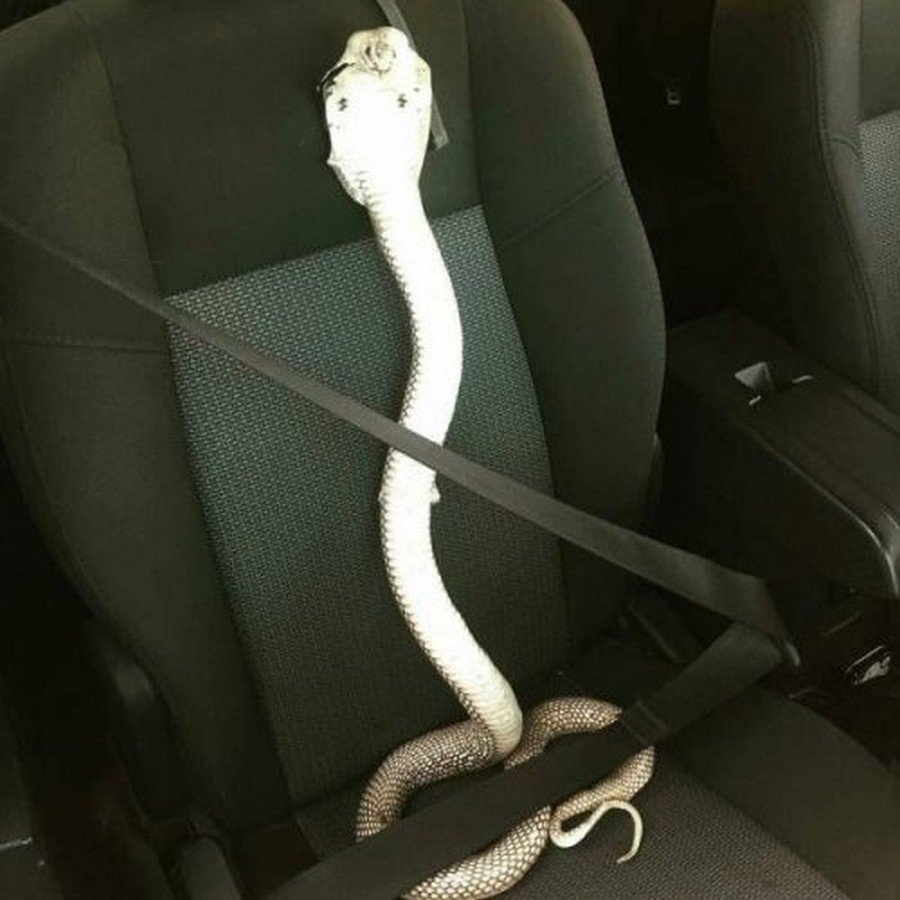 Змея за рулем