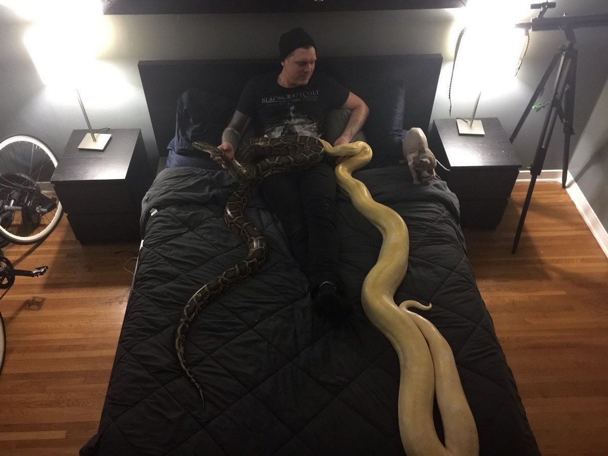 Муж змея жена. Смешные змеи. Кровать со змеями. Приколы со змеями. Уставшая змея.