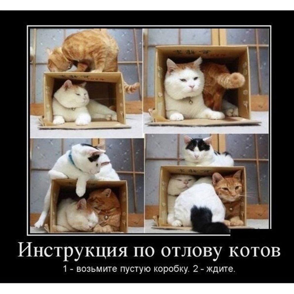 Коты демотиваторы