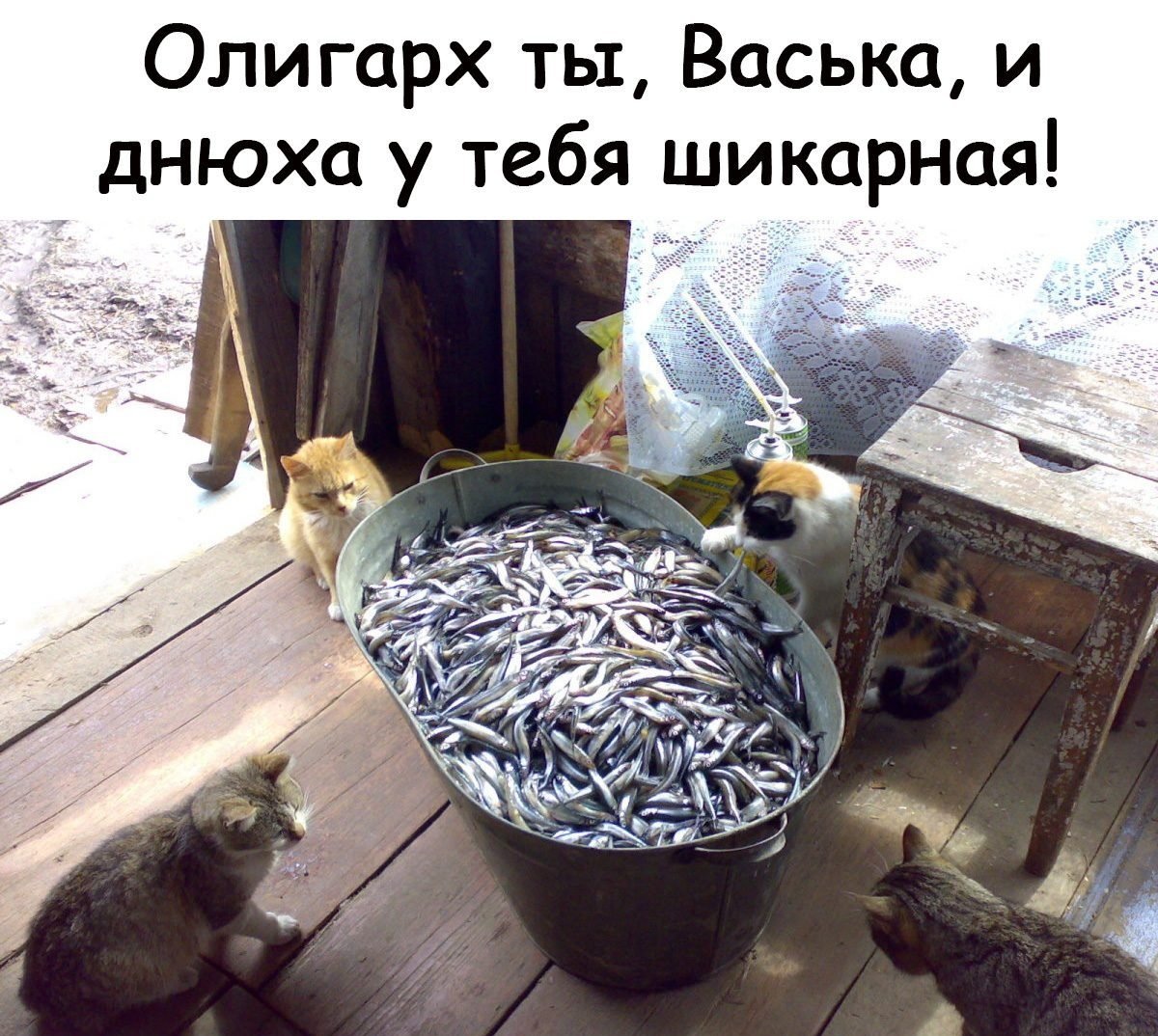 О чем мечтает васька. Рыбная вечеринка. Рыба прикол. Кот с рыбой. Кот и много рыбы.